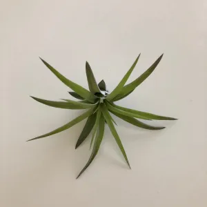Air Plant - Veluntina