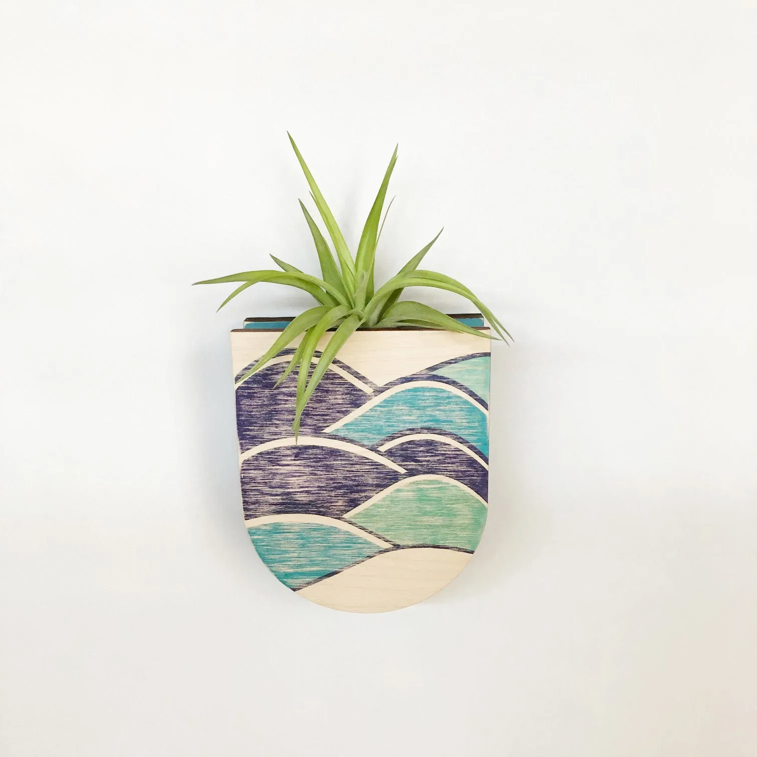 Air Plant - Veluntina