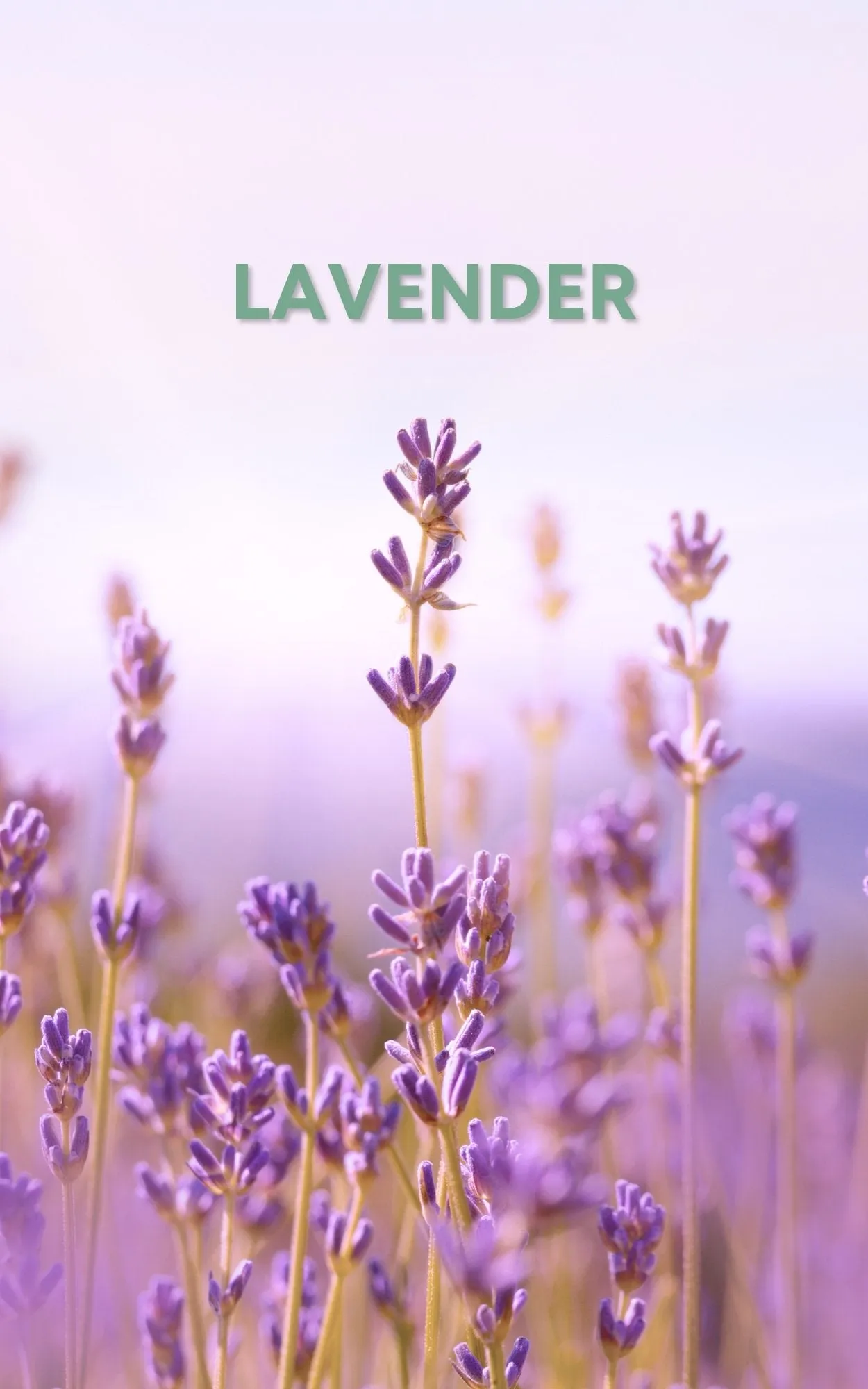 Amethyst Perfume Oil Concentrate Sample by Sage