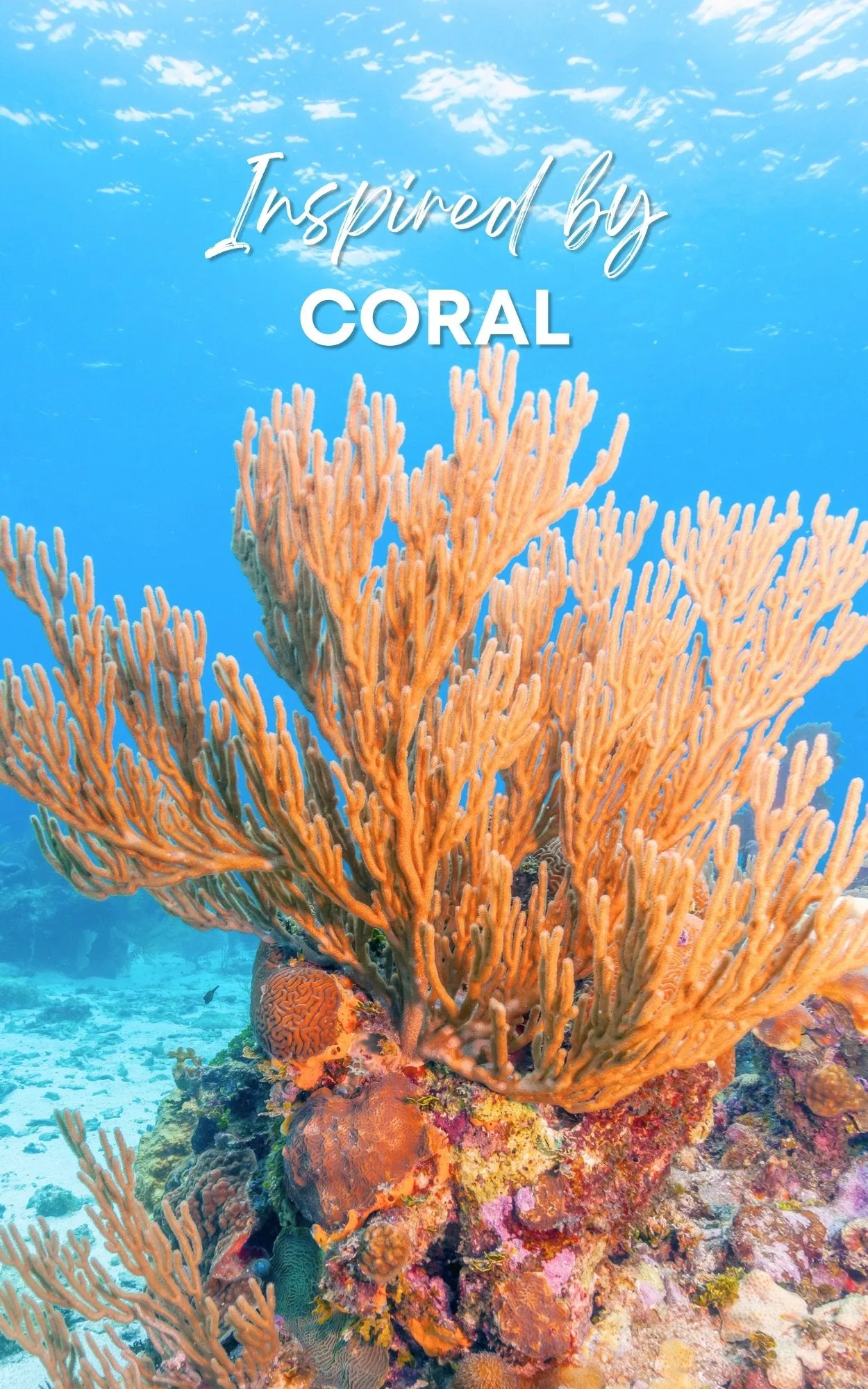 Coral Perfume Oil Concentrate Sample by Sage